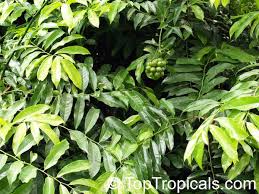 Image result for Artabotrys hexapetalus