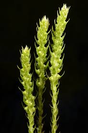 Image result for Selaginella lewalleana