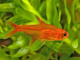The Aquatic Plant Society Hyphessobrycon Amandae Ember Tetra Tetra Fish Aquarium Fish Fish