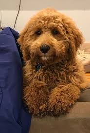 See sunshine acres goldendoodle puppies for sale where temperament, personality, and health are the foundation of our goldendoodle breeding program. Goldendoodle Puppies In Connecticut Top 4 Breeders 2021 We Love Doodles