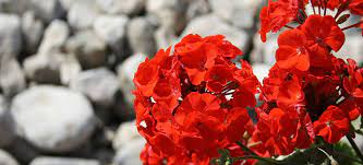 Plant with other sun loving perennials, such as. 19 Long Flowering Perennials For Year Round Interest