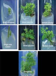 Image result for Phyllanthus odontadenius