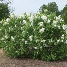 Image result for Buchnera longespicata