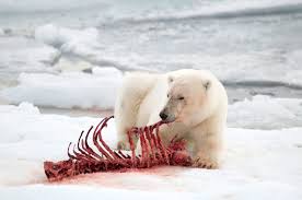 Polar bear diet - WWF Arctic