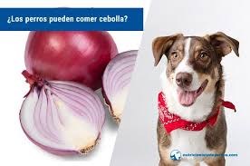 Los Perros Pueden Comer Cebolla Tramposas Verdades Sobre Alimentos Prohibidos Para Tu Perro