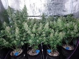 Check spelling or type a new query. How To Grow Up To A Pound Of Cannabis With A 315 Lec Grow Light Grow Weed Easy
