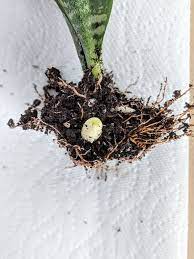 Pin On Snake Plant