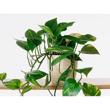 We did not find results for: Indoor Money Plant At Rs 50 Piece Manjari Farm Pune Id 20452126062