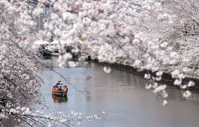 Sakura are tied to japan's history, culture and identity. Cherry Blossom Viewing Guide 2020 Western Japan Japan Forward