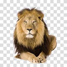 A valuable medicinal, lion's mane is currently being studied for its effects on neural health, alzheimer's. Cartoon Cat Lion White Lion Portrait Wildlife Masai Lion Mane Fur Transparent Background Png Clipart Hiclipart
