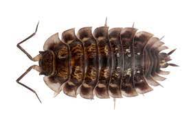 The darkness is a place where pests can effectively hide from predators. Spartan Pest Control Pillbug Control Safe Effective Treatments For Calgary Properties