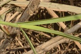 Image result for Phragmites karka