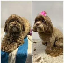 A pet needs time and care; Judys Mobile Grooming Naples Yahoo Local Search Results