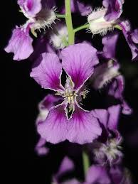 Image result for Oxyanthus strigosus