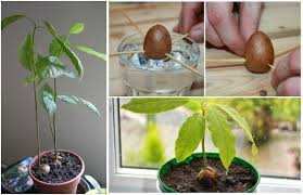Avocado Pflanzen Schritt Fur Schritt Anleitung Von Kern Zur Avocado Pflanze Diy Garten Zenideen Avocado Pflanze Avocadokern Pflanzen Pflanzen