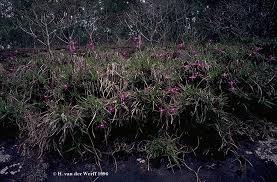 Image result for Velloziaceae