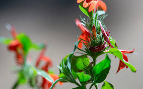 Image result for Justicia rodgersii