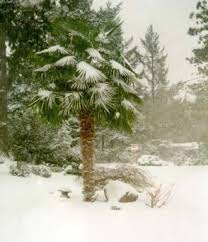 Trachycarpus Fortunei Windmill Palm Cold Hardy Palm Trees Winter Plants Architectural Plants