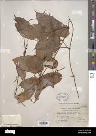 Image result for Ampelocissus abyssinica