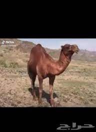 ابل فحول في جده