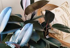 Image result for ficus elastica flower