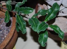 Image result for Raphionacme sylvicola