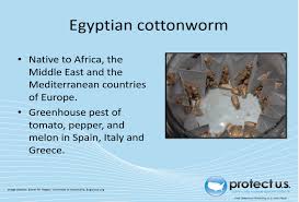 A desert looks sandy, sometimes it has tree's or cactus's and is stony. Protect U S Scripted Powerpoint Presentations2
