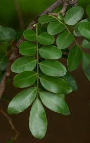 Image result for Xanthocercis zambesiaca