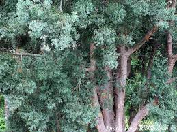 Image result for Afrocarpus
