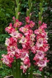 Gladiolus Hybrida Broken Heart Frizzle Jardins Pequenos Flores Fotos Sobre Plantas