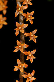 Image result for Chamaeangis