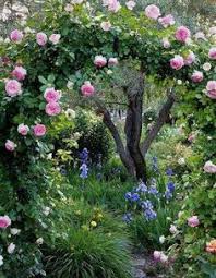 Das düngen frühzeitig einstellen anders als bei den meisten kübelpflanzen. 320 Rosengarten Ideen Garten Kletterrosen Rosengarten