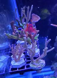 Well in the time that we've been using one since september we've used it for all manner of magnetic services including temporary frag holding of some larger pieces of coral but the best alternative use of the vertex sensor mag is as a support for a gyre frag tank divider. Build Thread Geezer S Mostly Sps Reef Reef2reef Saltwater And Reef Aquarium Forum