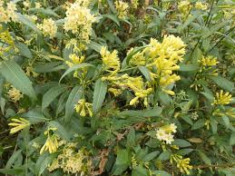 Image result for Cestrum parqui