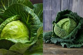 Il vostro cavolo cappuccio stufato con la pancetta è pronto ed è ottimo tanto come contorno che come ripieno per. Cavolo Cappuccio E Verza Quali Sono Le Differenze