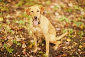It is up to you to choose what is best for you at this time. Everything You Need To Know About Animal Cremation Services