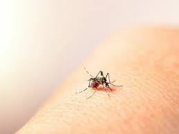 Denv 1, denv 2, denv 3, or denv 4 carried by mosquitoes 1). Dengue Fever Learn About Its Symptoms Prevention Tests And Treatment