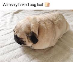 100 Animal Memes To Make You Laugh This Spring Animal Memes Memes Pugs