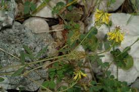 Image result for Trigonella anguina