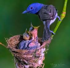 Names Birds That Start With B Best Bird Shots On Instagram Congrats To Niemyungphotography For His Best Bird Shot Of Black Napped Monarch Feeding It Bird Love Your Pet Names Of Birds