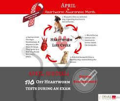 Maybe you would like to learn more about one of these? 4 Things You Should Know About Heartworms