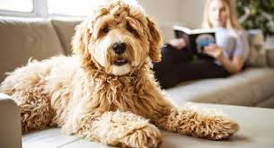Check spelling or type a new query. Labradoodle Breeders In California Our Fit Pets
