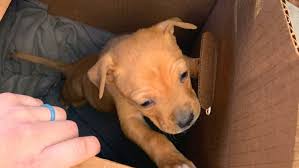 Fuerat aestu carentem habentia spectent tonitrua mutastis locavit liberioris inistra possedit. Puppy In Box Dropped Off In Cold Weather Outside San Antonio Animal Care Services Woai