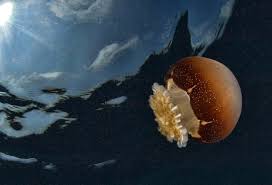 5 Most Dangerous Jellyfish Planet Deadly List