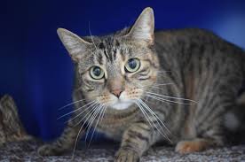 How can i adopt a cat near me? How To Find A Good Cat Behaviourist Battersea