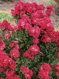 Lagerstroemia ou lilas des indes : Lilas Des Indes Enduring Red Lagerstroemia Indica Enduring Red Le Jardin Du Pic Vert