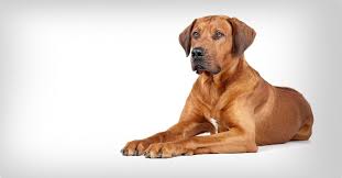 Image result for rhodéský ridgeback