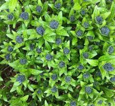 Image result for Tabernaemontana odoratissima