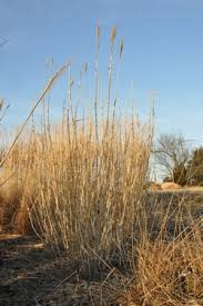 Image result for Arundo donax