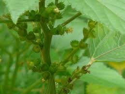 Image result for Acalypha lanceolata